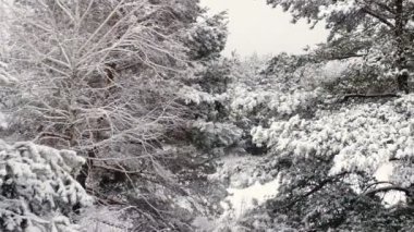 Hava hava anket. Kar orman