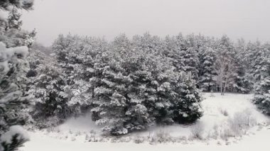 Hava hava anket. Kar orman