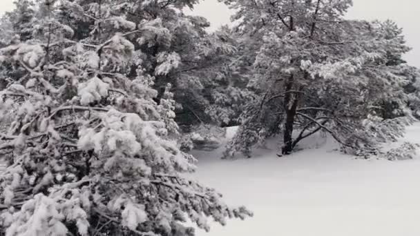 Relevé aérien depuis les airs. Forêt Neige 