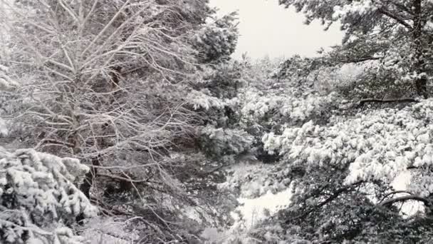 Inquérito aéreo do ar. Floresta de neve — Vídeo de Stock