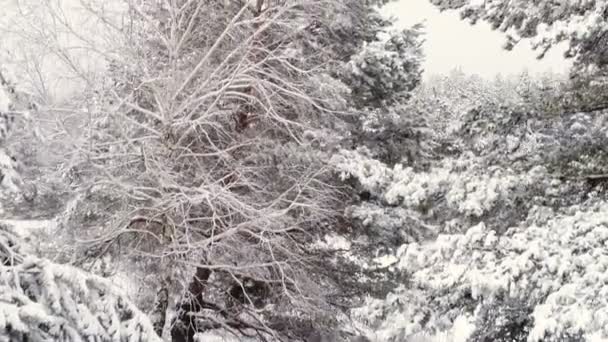 Relevé aérien depuis les airs. Forêt Neige 