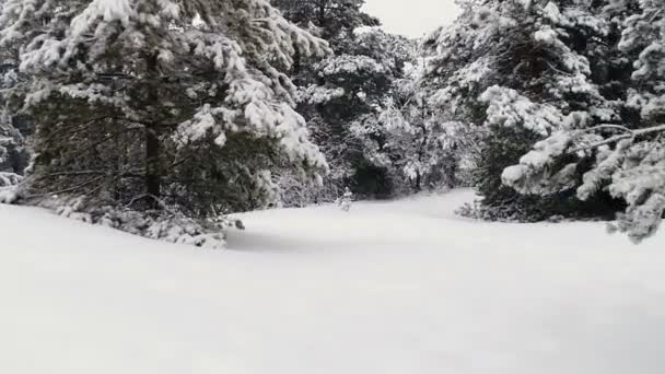 Relevé aérien depuis les airs. Forêt Neige 