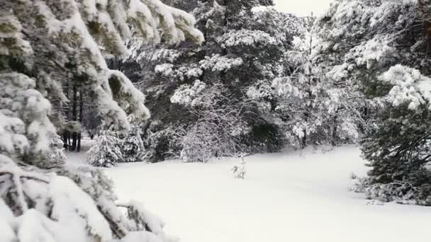 Relevé aérien depuis les airs. Forêt Neige 