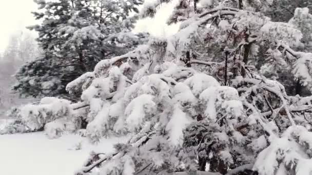 Inspección aérea desde el aire. Bosque de nieve — Vídeo de stock