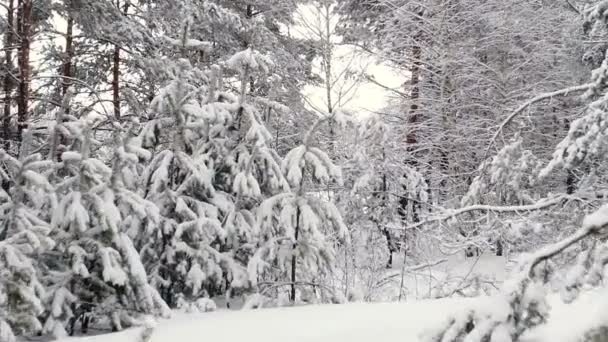 Εναέρια έρευνα από τον αέρα. Χιόνι δάσος — Αρχείο Βίντεο