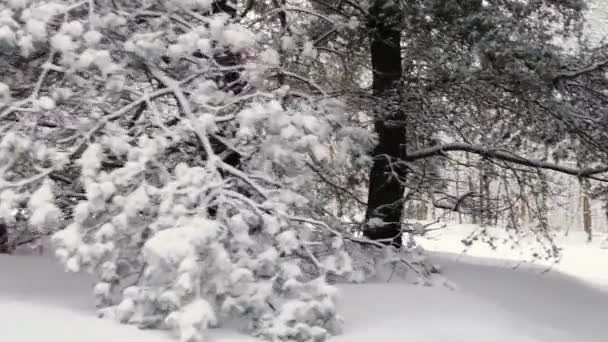 Inquérito aéreo do ar. Floresta de neve — Vídeo de Stock