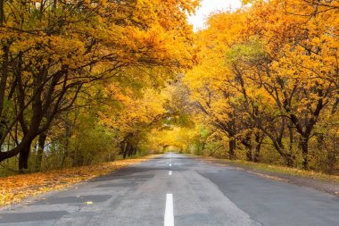 Sonbahar ormanlarında yol