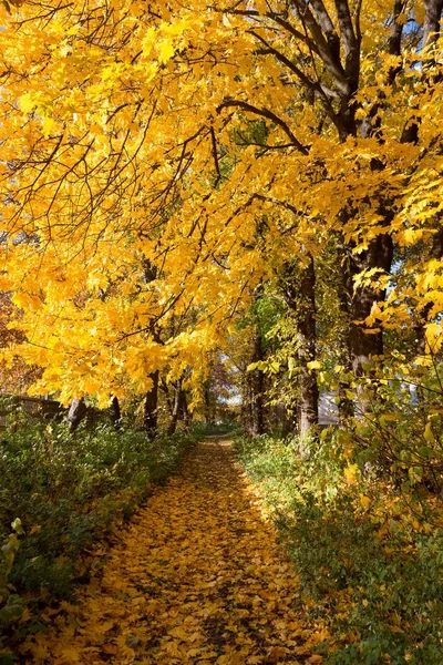 Parc en couleurs d'automne — Photo