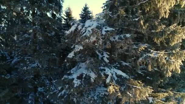 Безпілотник в зимовій країні чудес . — стокове відео