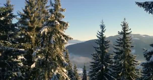 Drone en un país de las maravillas invernal . — Vídeos de Stock