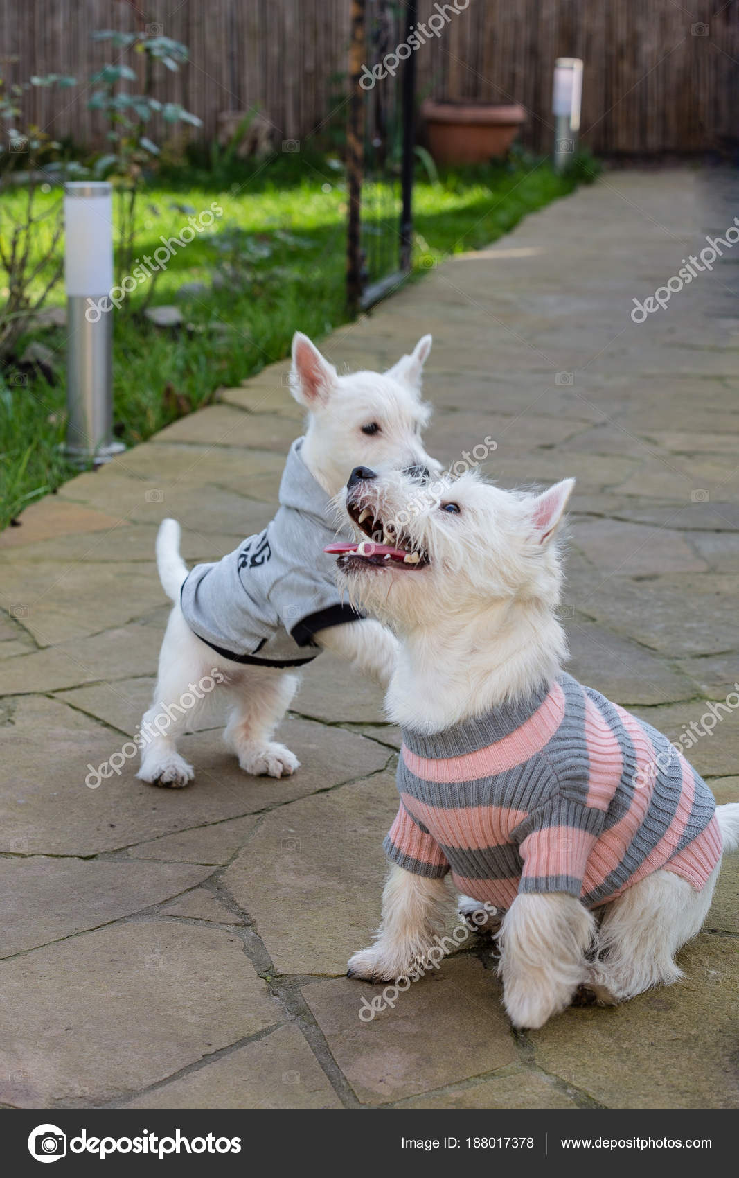 Purebred Adult West Highland White Terrier Dog Stock Photo