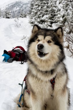 Alaskan malamute karda