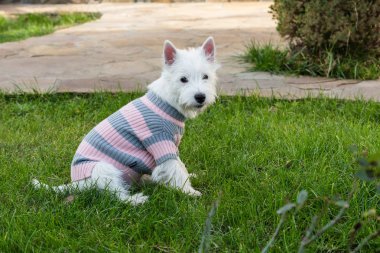 Yetişkin batı dağlık beyaz korkunç köpek