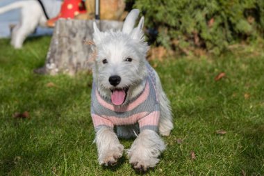 Yetişkin batı dağlık beyaz korkunç köpek