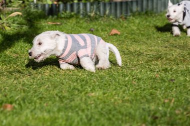 Yetişkin batı dağlık beyaz korkunç köpek