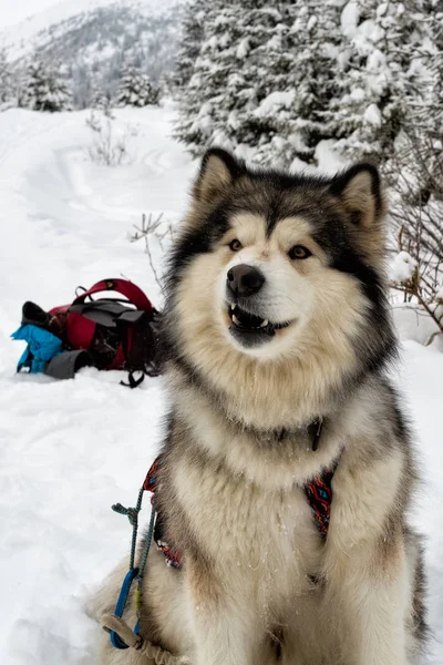 Alaskan malamute auf Schnee — Stockfoto