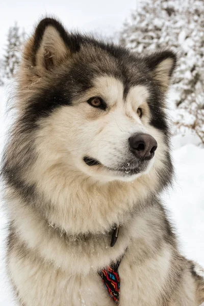 Alaskan malamute på snö — Stockfoto