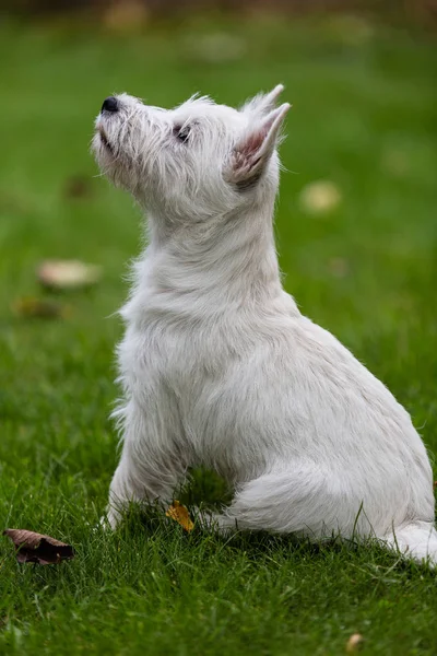 Renrasiga vuxen West Highland White Terrier hund — Stockfoto