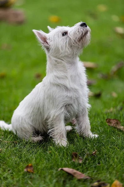 純血種の大人のウエスト ・ ハイランド ・ ホワイト ・ テリア犬 — ストック写真