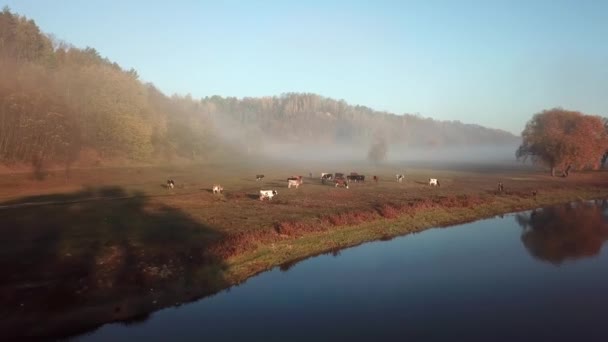 4k vanuit het oogpunt van de lucht. Zonnige en mistige ochtend over de rivier, mist in de zon. — Stockvideo