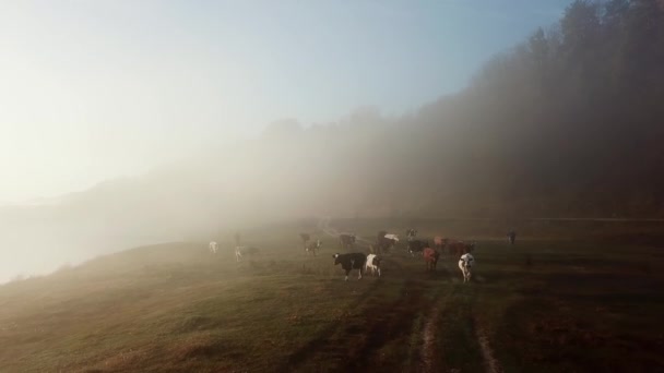 Koeien op het Nederlandse platteland tijdens een mistige ochtend. — Stockvideo