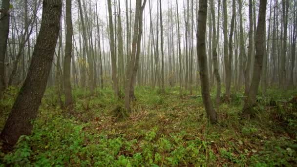 Красивий осінній туманний ліс, жовто-червона фарба — стокове відео