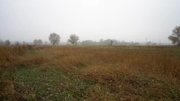 Mooie herfst mistige bos, geel-rode verf — Stockvideo