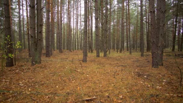 Beautiful autumn foggy forest, yellow-red paint — Stockvideo