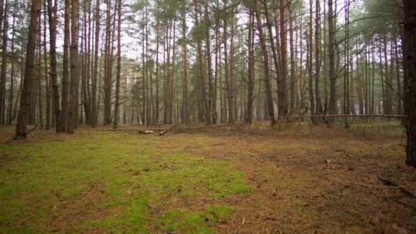 Beautiful autumn foggy forest, yellow-red paint — Stock Video