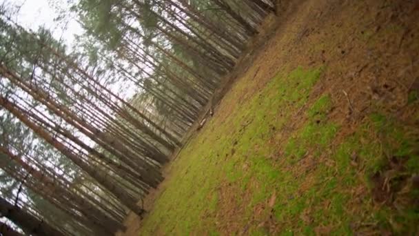 Schöner herbstnebeliger Wald, gelb-rote Farbe — Stockvideo