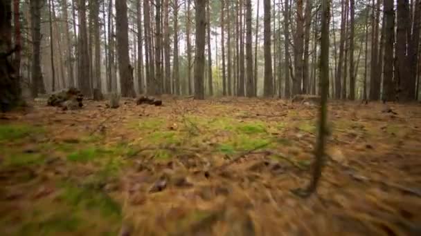 Gyönyörű őszi ködös erdő, sárga-piros festék — Stock videók