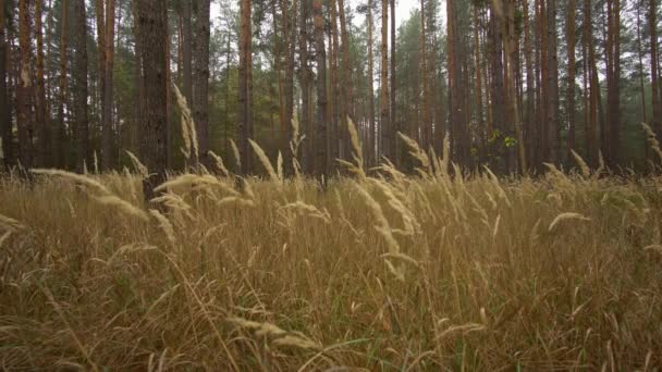 Beautiful autumn foggy forest, yellow-red paint — Stockvideo