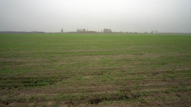 Koeien wandelen door een weiland op een mistige ochtend op het Nederlandse platteland. — Stockvideo