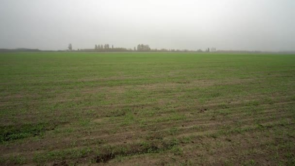Koeien wandelen door een weiland op een mistige ochtend op het Nederlandse platteland. — Stockvideo