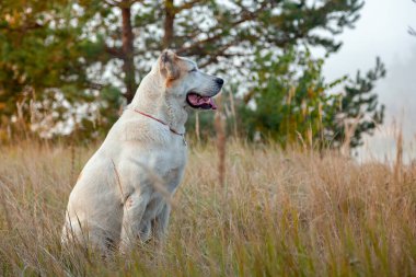 Central Asian Shepherd Dog Alabai outdoor in beautiful autumn nature
