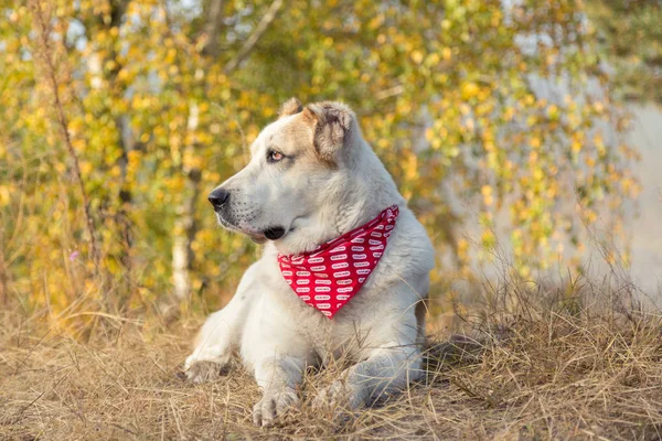 Cane da pastore dell'Asia centrale Alabai all'aperto nella splendida natura autunnale — Foto Stock