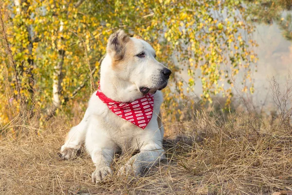 Central Asian Shepherd Dog Alabai outdoor in beautiful autumn nature