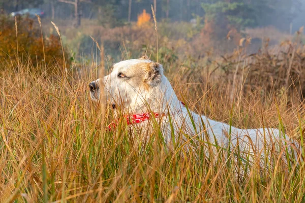 Cane da pastore dell'Asia centrale Alabai all'aperto nella splendida natura autunnale — Foto Stock