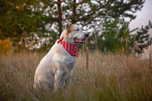 Central Asian Shepherd Dog Alabai outdoor in beautiful autumn nature