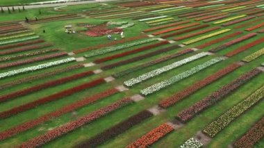 Hollanda polen manzarası üzerinde alçak irtifa çok renkli lale tarlaları. Arka planda pembe yeşil sarı ve kırmızı çiçekler var. Hava bulutluyken çekilmiş çiçek çiftliği görüntülerini gösteriyor.