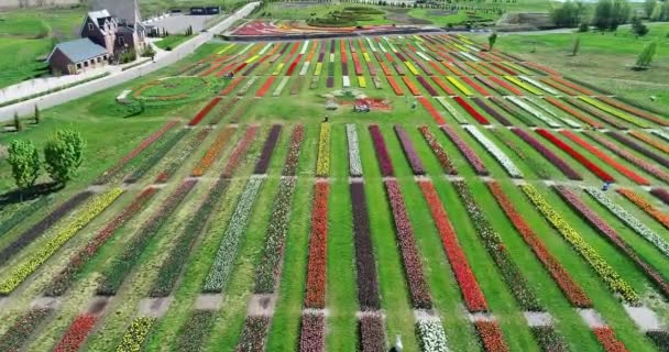 Luchtlaag boven Hollands polderlandschap meerkleurige tulpenvelden met rijen roze, groene, gele en rode bloemen op de achtergrond, waarop de bij bewolkt weer gemaakte foto van de bloemenkwekerij te zien is 4k — Stockvideo