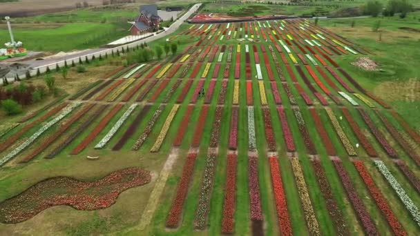 Lav høyde over nederlandsk polderlandskap flerfargede tulipanåkrer med rosa, grønn gul og rød blomst i bakgrunnen som viser blomstergårdsskuddet tatt under overskyet vær 4k – stockvideo