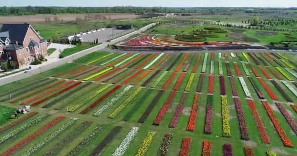 Luftaufnahme in niedriger Höhe über der holländischen Polderlandschaft mehrfarbige Tulpenfelder mit Reihen rosa-grüner, gelber und roter Blumen im Hintergrund, die die bei bewölktem Wetter aufgenommene Blumenfarm zeigen 4k — Stockvideo