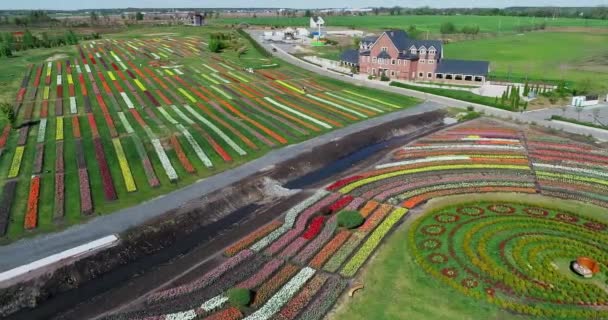 荷兰牧场上空的低空飞行景观多色郁金香地，背景是一排排粉色绿色、黄色和红色的花，显示了在阴天下拍摄的花卉农场照片 — 图库视频影像