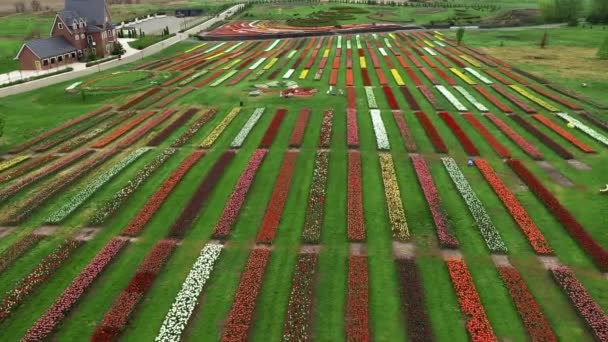 Воздушная низкая высота над Голландским польдером многоцветные тюльпановые поля с рядами розово-зеленых желтых и красных цветов на заднем плане, показывающих цветочную ферму снимок, сделанный во время пасмурной погоды 4k — стоковое видео