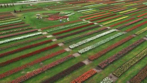 Letecká nízká nadmořská výška nad holandskou polder krajina vícebarevné tulipánové pole s řádky růžové zelené žluté a červené květy v pozadí zobrazující záběr květinové farmy během zataženého počasí 4k — Stock video