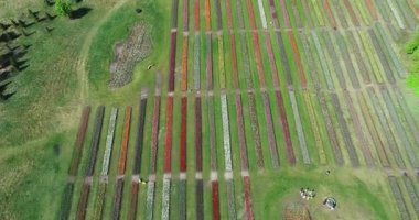 Hollanda polen manzarası üzerinde alçak irtifa çok renkli lale tarlaları. Arka planda pembe yeşil sarı ve kırmızı çiçekler var. Hava bulutluyken çekilmiş çiçek çiftliği görüntülerini gösteriyor.