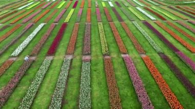 Hollanda polen manzarası üzerinde alçak irtifa çok renkli lale tarlaları. Arka planda pembe yeşil sarı ve kırmızı çiçekler var. Hava bulutluyken çekilmiş çiçek çiftliği görüntülerini gösteriyor.
