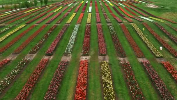 Baja altitud aérea sobre el paisaje de pólder holandés campos de tulipanes multicolores con filas de flores rosas, verdes, amarillas y rojas en el fondo que muestran la toma de la granja de flores durante el clima nublado 4k — Vídeo de stock