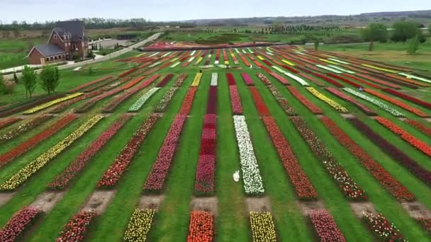 Letecká nízká nadmořská výška nad holandskou polder krajina vícebarevné tulipánové pole s řádky růžové zelené žluté a červené květy v pozadí zobrazující záběr květinové farmy během zataženého počasí 4k — Stock video
